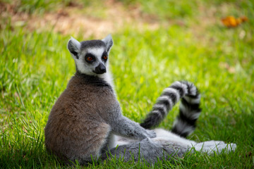 Naklejka na ściany i meble Katta Lemuren in Aufrecht sitzender Haltung