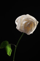 白　バラ　薔薇　ばら　一輪　黒バック　黒背景　マクロ　接写　枯れた　しおれた