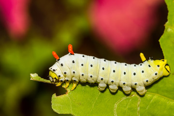 Promethea Silkmoth Caterpillar (Callosamia promethea)