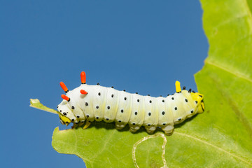 Promethea Silkmoth Caterpillar (Callosamia promethea)