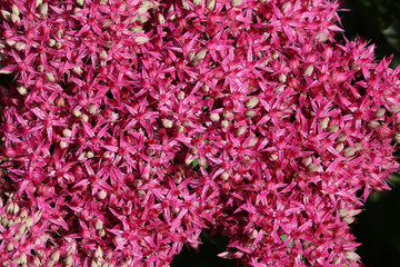 Pink Hylotelephium in full flower
