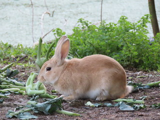 rabbit in the grass