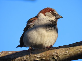sparrow on a branch