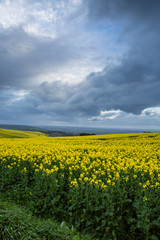 Obraz premium Canola Fields Under Stormy Sky