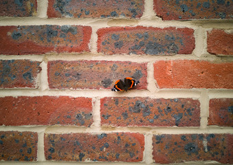 Red Admiral butterfly on red brick wall. Vanessa Atalanta.