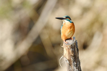 お立ち台のカワセミ