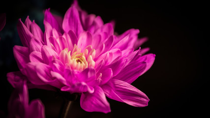 pink flower