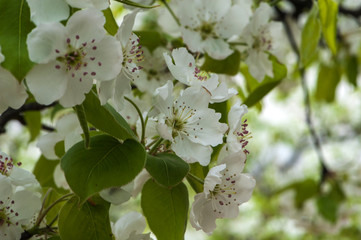 The pear flowers blooming in spring
