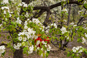 The pear flowers blooming in spring