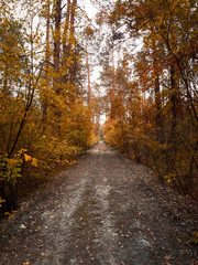 Fototapeta na wymiar Road in the autumn forest with colorful trees and sunset.