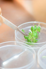 Close-up of scientist cutting plant tissue culture in petri dish.