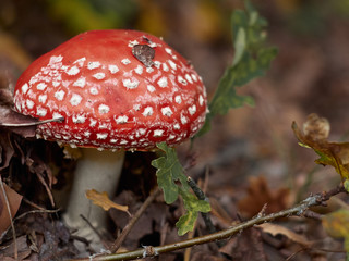 Poisonous Amanita muscaria mushroom grow up in a autumn forest.