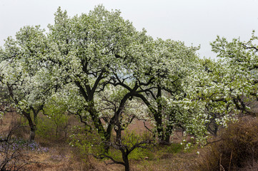 The pear flowers blooming in spring