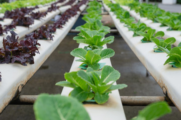 Hydroponics,Organic fresh harvested vegetables,Farmers working with organic hydroponic vegetable garden at greenhouse.