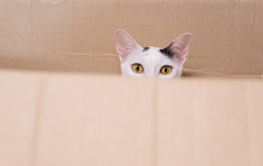 Tabby cat in a cardboard box looking curious up