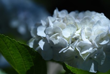 紫陽花