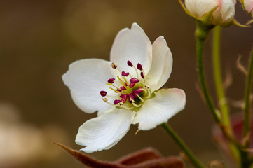 The pear flowers blooming in spring