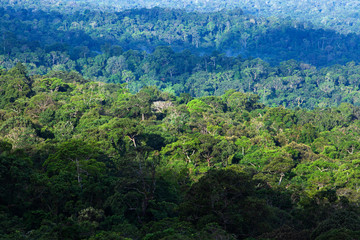 Aerial view of primeval tropical forest in the morning.