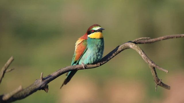European bee-eater - Merops apiaster - on a branch in the morning