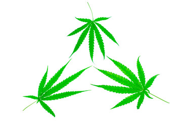 medicinal plant cannabis 3 leaf