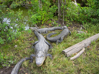 Fototapeta na wymiar a crocodile in the everglades