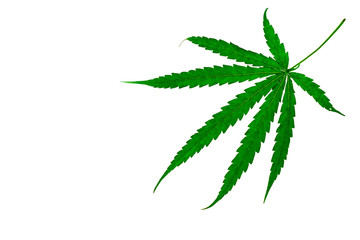 medicinal plant cannabis leaf