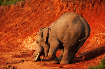 A little Asian Elephant feeding on salt lick.