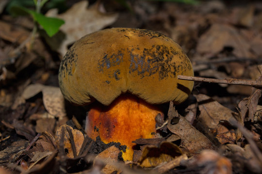 Suillellus luridus (formerly Boletus luridus), commonly known as the lurid bolete. Fungus in a dark oak forest. Boletus luridus closeup. Soft selective focus.