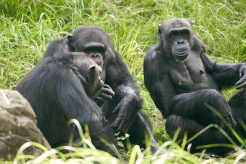 Obraz premium チンパンジー