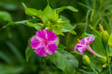Fototapeta premium Beautiful colored garden flowers during summer in Romania