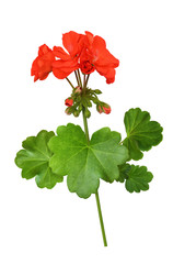 Closeup of red geranium flowers and leaves - obrazy, fototapety, plakaty