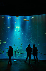 Silhouettes of people in front of a giant aquarium in a museum.