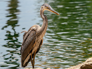 The Great Blue Heron on the Lakeside
