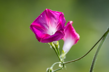Beautiful colored garden flowers during summer in Romania