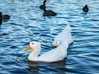 Fototapeta premium White Mallard Ducks on a Blue Lake