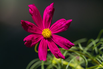 Obraz premium Beautiful colored garden flowers during summer in Romania