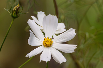 Beautiful colored garden flowers during summer in Romania