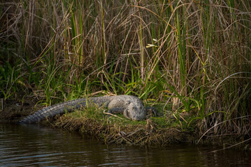 Harmonious wild crocodile in the thickets of reeds in natural habitat. Florida. USA.