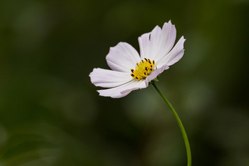 Beautiful colored garden flowers during summer in Romania