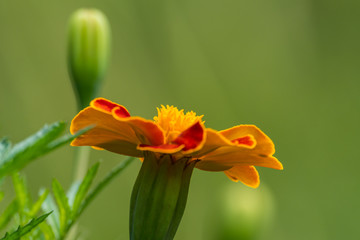 Obraz premium Natural Marigold flower in garden, during summer in Romania