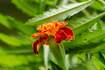 Natural Marigold flower in garden, during summer in Romania