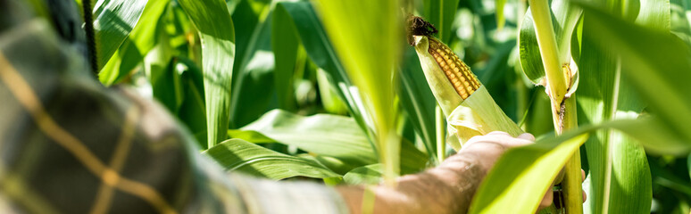 panoramic shot of farmer touching corn near green leaves