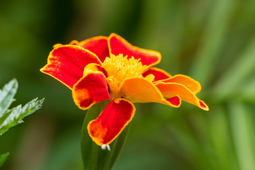 Natural Marigold flower in garden, during summer in Romania