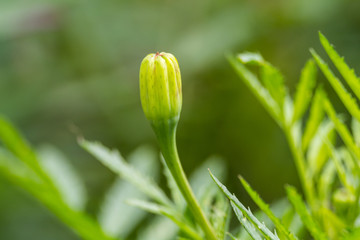 Marigold or Tagetes patula bud in garden