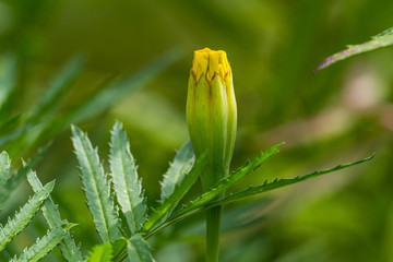 Marigold or Tagetes patula bud in garden