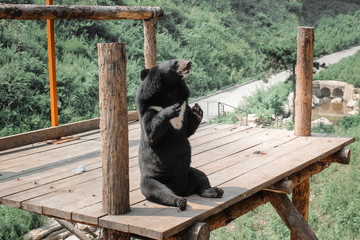 bear want to eat