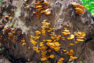 yellow tree fungus on uprooted tree roots