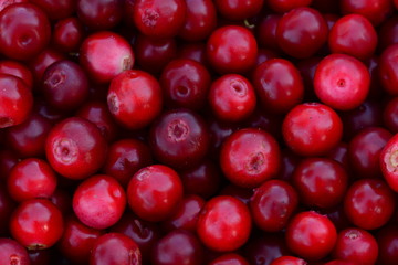 Lingonberry red juicy berry ripe fresh fruit background