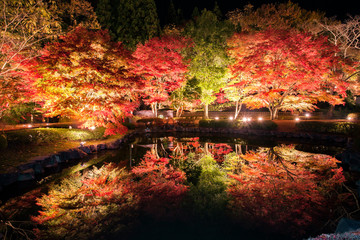 【岐阜県土岐市】曽木公園の紅葉のライトアップ