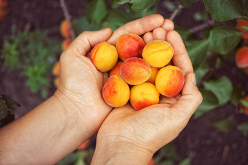 Fresh harvested apricots in hands